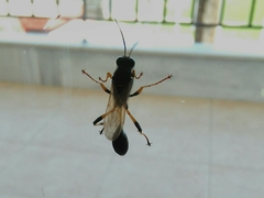 Sceliphron destillatorium