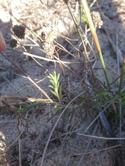 Felicia hyssopifolia