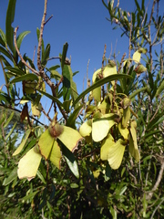Acridocarpus natalitius linearifolius