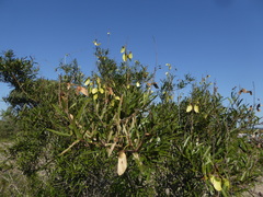 Acridocarpus natalitius linearifolius