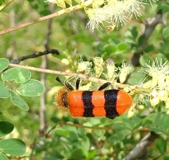 Trichodes bibalteatus