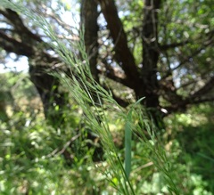 Limnodea arkansana