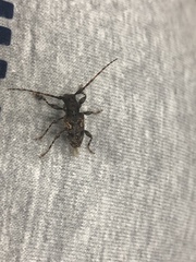 Aegomorphus circumflexus