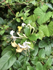 Lonicera japonica