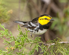 Setophaga chrysoparia