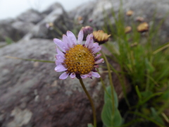 Afroaster perfoliatus