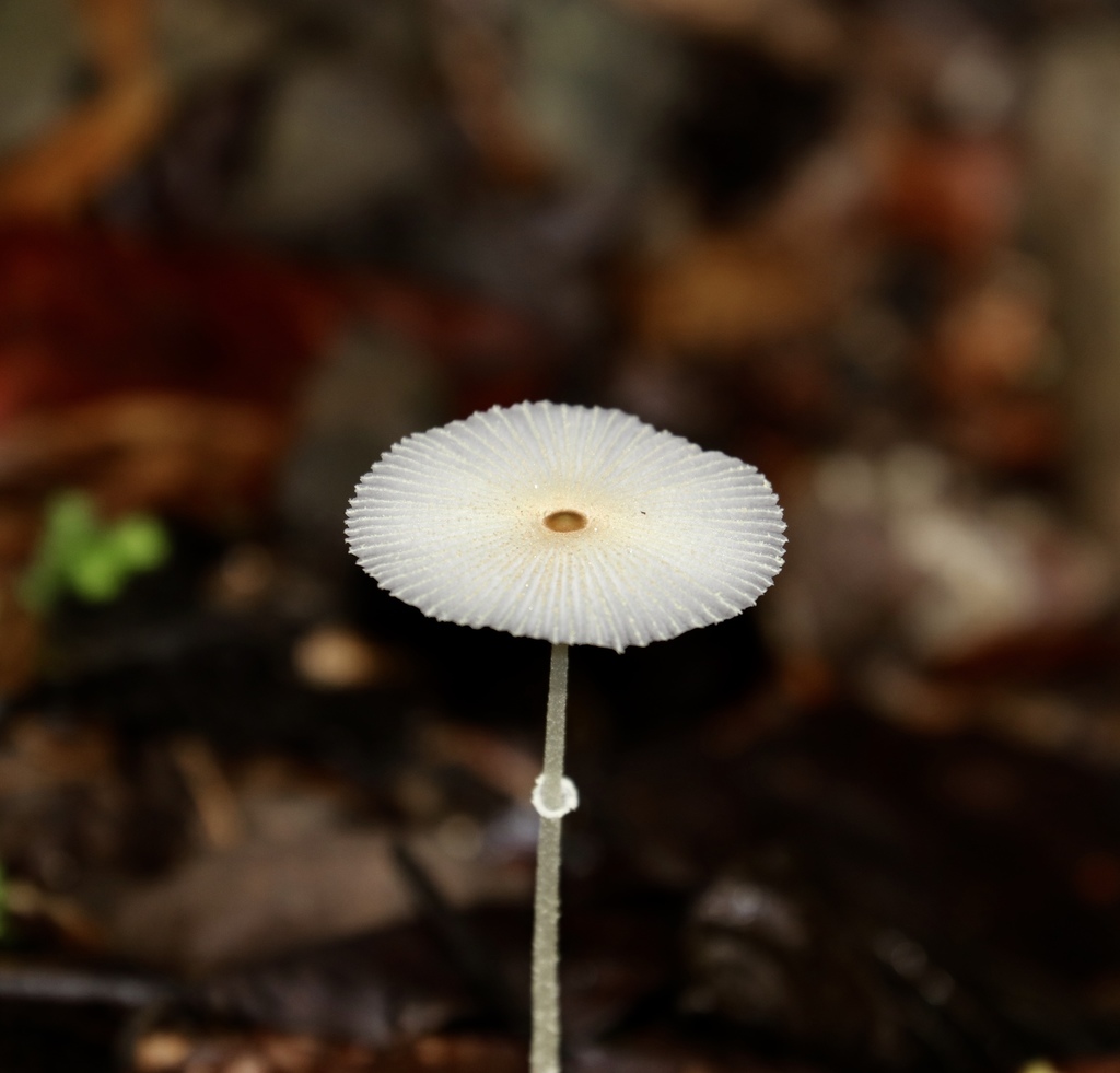 Leucocoprinus fragilissimus · May 2019 · photo: © agonzalo (iNaturalist, cc-by)