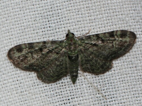 Green Pug, Wageningen, Nederland, photo 10 of 10