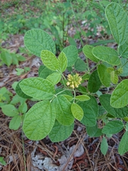 Rhynchosia tomentosa