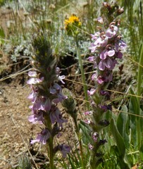 Pedicularis attollens