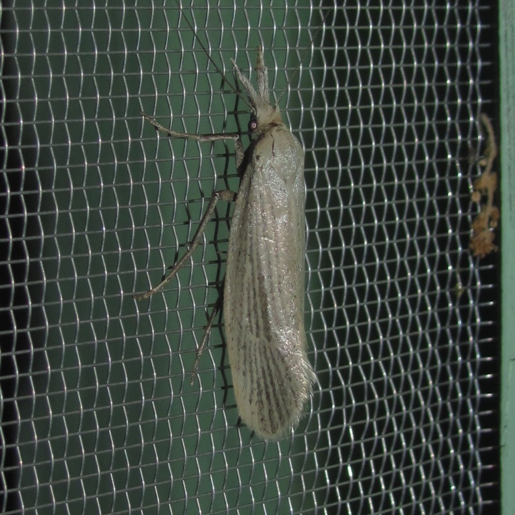 Dorata