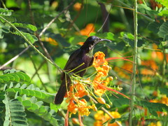 Leptocoma calcostetha