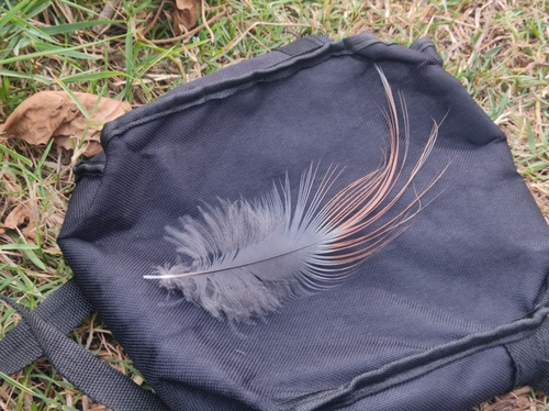 Plume de Héron pourpré
