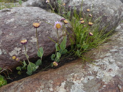 Afroaster perfoliatus
