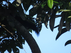 Callosciurus prevostii