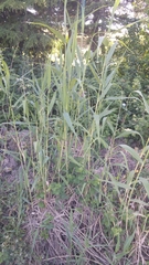 Poaceae