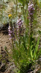 Pedicularis attollens