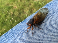 Magicicada cassinii