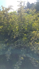 Angiospermae