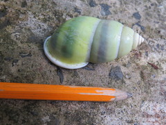 Amphidromus martensi
