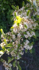 Angiospermae