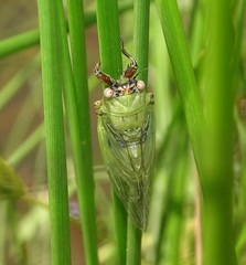 Cicadettana