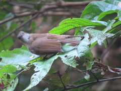 Rubigula erythropthalmos