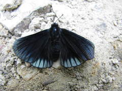 Xenandra pelopia