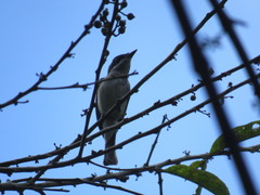 Hemipus hirundinaceus
