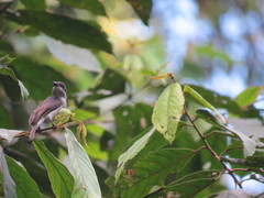 Hemipus hirundinaceus