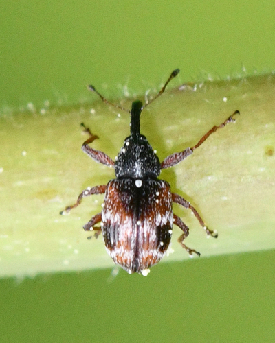 Strawberry Bud Weevil photo 5