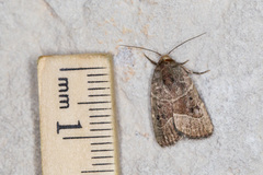 Elaphria fuscimacula