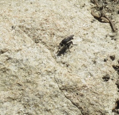 Cyrtopogon