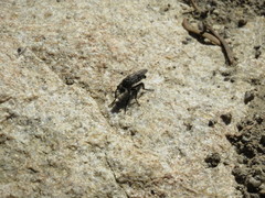 Cyrtopogon