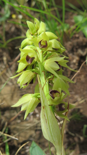Image of Orthochilus foliosus by (c) Hlengiwe Mtshali, some rights reserved (CC BY-SA)