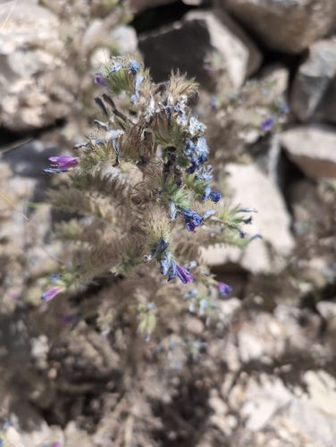 Image of Echium albicans by (c) Noland Martin, some rights reserved (CC BY)
