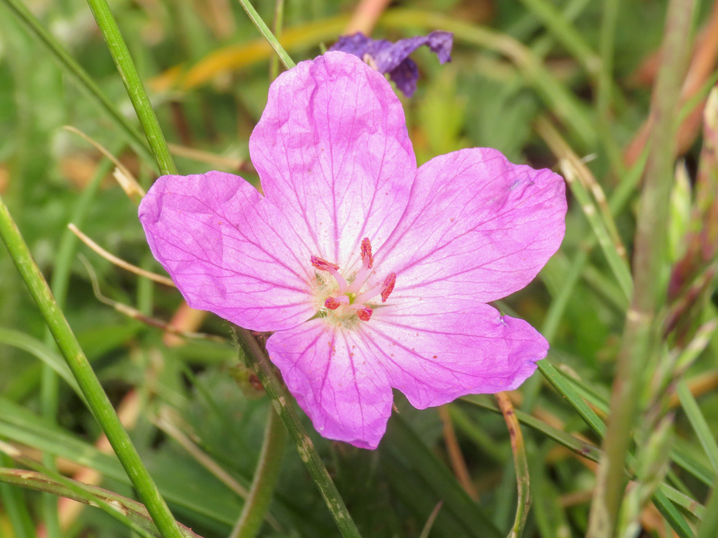 Alpine Stork's-bill