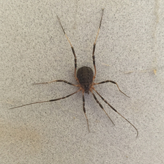 Eumesosoma