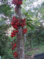 Sterculia megistophylla