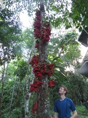 Sterculia megistophylla