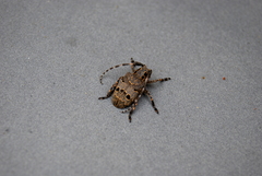 Mesosa curculionoides