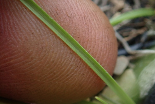 Image of Sporobolus centrifugus by no rights reserved