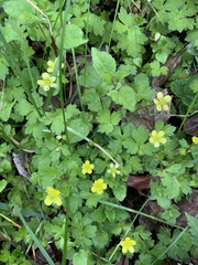 Ranunculus taisanensis