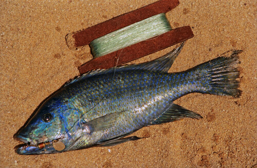 Kiwinge haplochromis (Dimidiochromis kiwinge) — Cichlidae