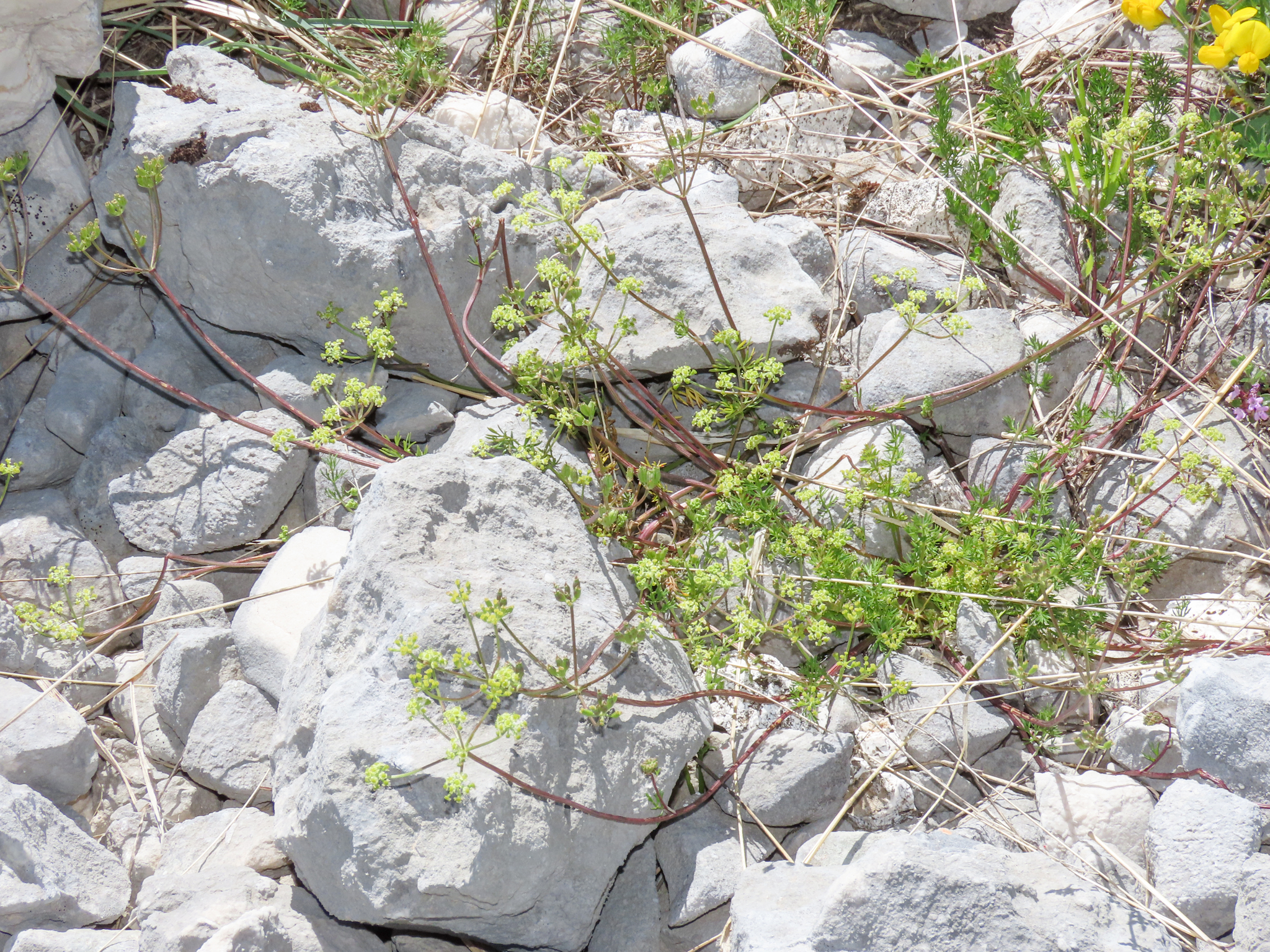Carum carvifolium
