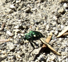 Cicindela longilabris