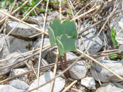 Ranunculus brevifolius