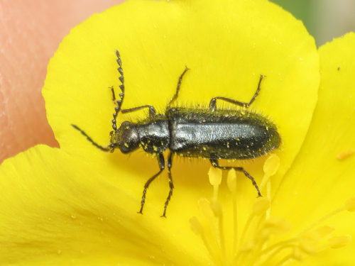 Dasytes gonocerus