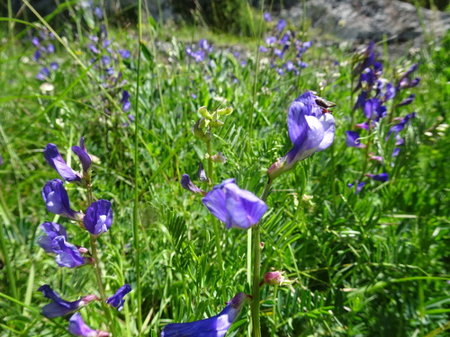 Image of Vicia onobrychioides by (c) Thomas Koffel, some rights reserved (CC BY)