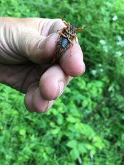 Magicicada cassinii